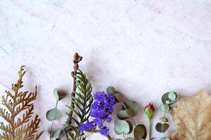 herbier de eucalyptus, chêne feuilles et des roses sur le rose béton Contexte. photo