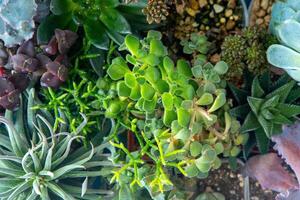 une ensemble de différent plantes succulentes haworthia et aloès, crassula et sedum, écheveria, crassula et kalanchoé. grandir une Accueil fleur. floriculture. cactus Accueil vert succulent. fleurs Contexte. photo