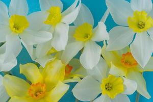 blanc et Jaune jonquilles sur une bleu Contexte. fleur avec Orange centre. printemps fleurs. une Facile jonquille bourgeon. narcisse bouquet. photo