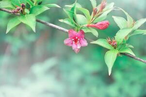 printemps Contexte avec épanouissement rose arbre brindille. photo