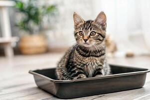 ai généré adorable peu chaton dans litière boîte à l'intérieur. toilette formation pour chat. animal de compagnie se soucier concept photo