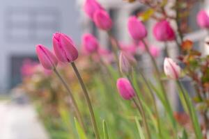 rose tulipes dans une fleur lit. le tulipe bourgeon se balance dans le vent. jardin. magnifique Facile printemps fleurs. floral Contexte. à grandir les plantes. jardinage. photo