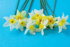 blanc et Jaune jonquilles sur une bleu Contexte. fleur avec Orange centre. printemps fleurs. une Facile jonquille bourgeon. narcisse bouquet. photo