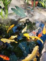 Japon koi poisson ou fantaisie carpe nager dans une étang. populaire animaux domestiques pour relaxation et feng shui signification. populaire animaux domestiques parmi personnes. gens l'amour à élever il pour bien fortune ou Zen. photo