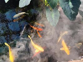 Japon koi poisson ou fantaisie carpe nager dans une étang. populaire animaux domestiques pour relaxation et feng shui signification. populaire animaux domestiques parmi personnes. gens l'amour à élever il pour bien fortune ou Zen. photo