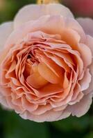 épanouissement Rose bourgeon. été fleur fermer. floral Contexte. la nature dans le parterre de fleurs. jardinage. Rose pétales dans le jardin. photo