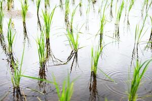 paysage sur en terrasse nouvellement planté paddy riz des champs sur Montagne avec brumeux dans le campagne, chiangmai Province de Thaïlande. Voyage dans verdure tropical pluvieux saison concept photo