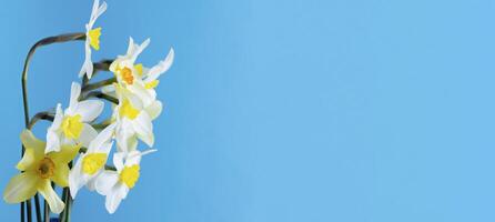 blanc et Jaune jonquilles sur une bleu Contexte. fleur avec Orange centre. printemps fleurs. une Facile jonquille bourgeon. narcisse bouquet. photo