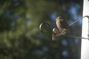 oiseau sur mon fenêtre photo