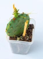 opuntia fragile plante succulent dans pot. vert peu fleur sur blanc Contexte. photo