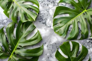 ai généré monstera feuilles sur marbre Contexte photo