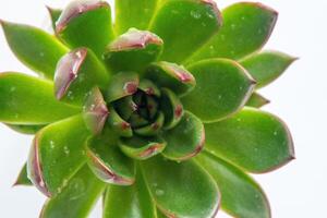 echeveria plante succulent. vert peu fleur isolé sur blanc Contexte. photo