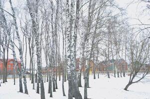 bouleau ruelle dans le hiver parc. de faible hauteur bâtiments dans le Contexte. photo