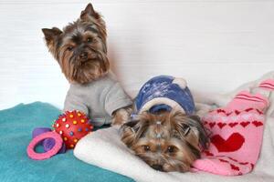 deux mignonne Yorkshire terriers sur le plaids. magnifique chiens dans vêtements. content animaux domestiques. photo