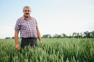 portrait de Sénior agriculteur agronome dans blé champ à la recherche dans le distance. réussi biologique nourriture production et cultivation photo