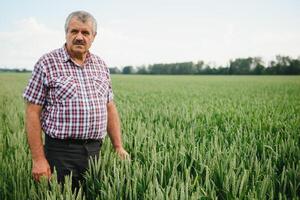 portrait de Sénior agriculteur agronome dans blé champ à la recherche dans le distance. réussi biologique nourriture production et cultivation. photo