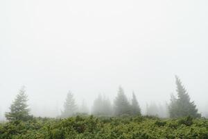 brouillard couvrant les forêts de montagne photo