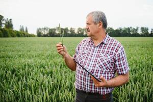 Sénior homme inspecter blé dans blé champ photo