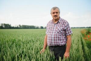 expérimenté et sur de soi agriculteur des stands sur le sien champ. portrait de Sénior agriculteur agronome dans blé champ. photo