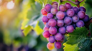 ai généré bouquet de les raisins pendaison de vigne photo