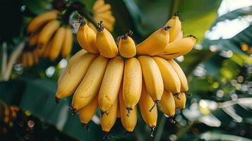 ai généré bouquet de bananes pendaison de une arbre photo