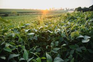 soja champ, vert champ, agriculture paysage, champ de soja sur une le coucher du soleil ciel Contexte photo