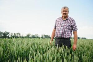 expérimenté et sur de soi agriculteur des stands sur le sien champ. portrait de Sénior agriculteur agronome dans blé champ photo