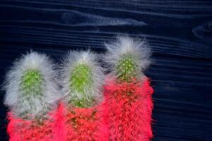 rose cactus sur le foncé Contexte. brillant cactus. abstrait Contexte. photo