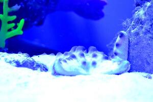 exotique poisson sous-marin. sous-marin vie. photo
