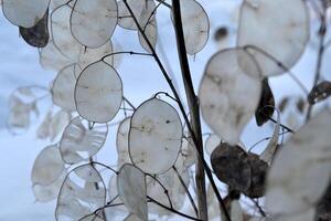 plante dans hiver jardin. Naturel modèle. photo