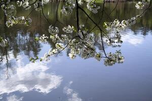 fleur branches de arbre contre une Lac Contexte. ensoleillement printemps temps. photo