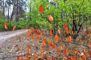 l'automne feuilles sur le arbre. photo