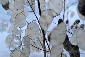 plante dans hiver jardin. Naturel modèle. photo