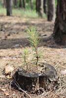 petit jeune arbre de pin croissance dans le forêt. photo