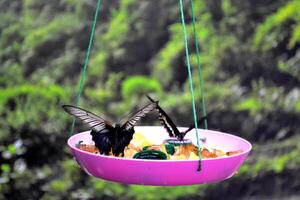 papillons en mangeant proche en haut. photo