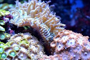 algue et corail. sous-marin vie. photo