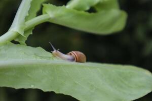 le escargot sur une feuille de salade. photo