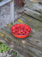 le bol de framboises Extérieur. cueillette framboises. photo