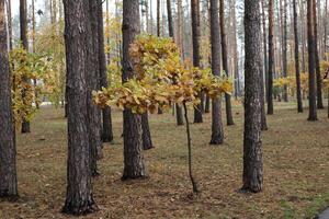 conifère forêt avec Jeune chêne des arbres à l'automne. photo