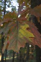 le chêne feuilles à l'automne parc, proche en haut. magnifique l'automne Contexte. photo