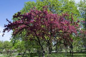 rose fleur branches de Cerise arbre. macro tir. beauté de la nature à printemps. photo