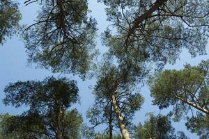 vieux haute pin des arbres contre le bleu ciel photo