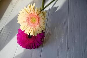 rose et Jaune Gerberas sur une blanc en bois Contexte. photo