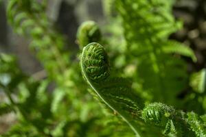 vert des buissons de fougère proche en haut. vert Naturel Contexte. photo