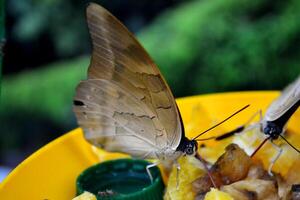 magnifique papillon sur une vert feuilles. tropical faune. magnifique insectes. beauté de la nature. macro la nature. photo