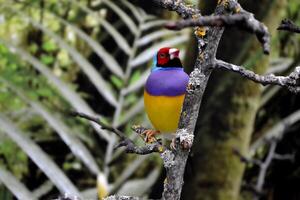 coloré tropical perroquet séance sur le branche. photo