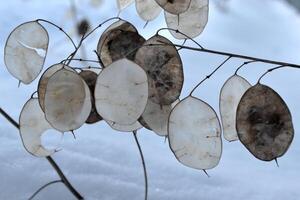 plante dans hiver jardin. Naturel modèle. photo