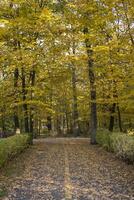 l'automne parc. Jaune feuillage. magnifique et paisible lieu. l'automne paysage. photo