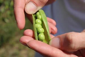 vert pois dans mains. mûr pois. photo