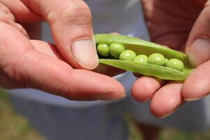 vert pois dans mains. mûr pois. photo